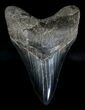 Megalodon Tooth - Great Tip & Serrations #18338-1